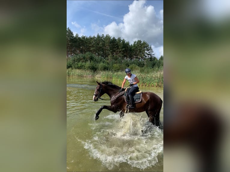 Holstein Giumenta 14 Anni 175 cm Baio scuro in Wedemark