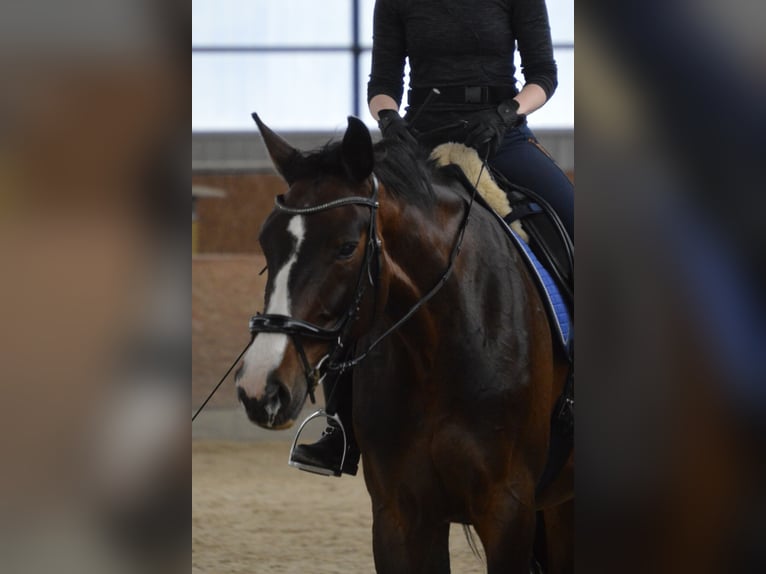 Holstein Giumenta 14 Anni 175 cm Baio scuro in Wedemark