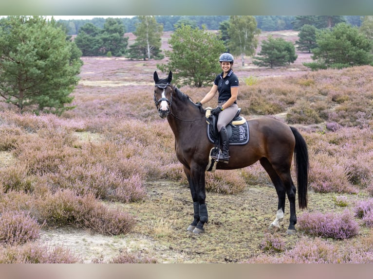 Holstein Giumenta 14 Anni 175 cm Baio scuro in Wedemark