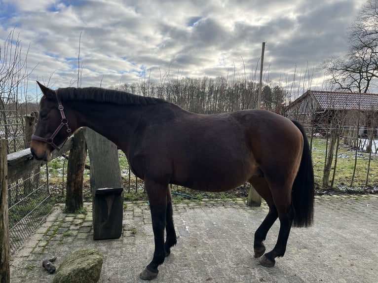 Holstein Giumenta 14 Anni Baio in Westerstede