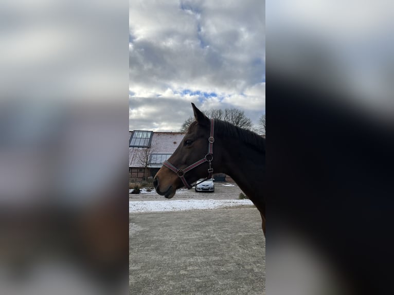 Holstein Giumenta 14 Anni Baio in Westerstede