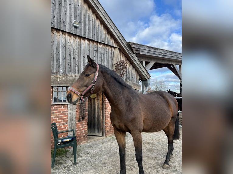 Holstein Giumenta 14 Anni Baio in Westerstede