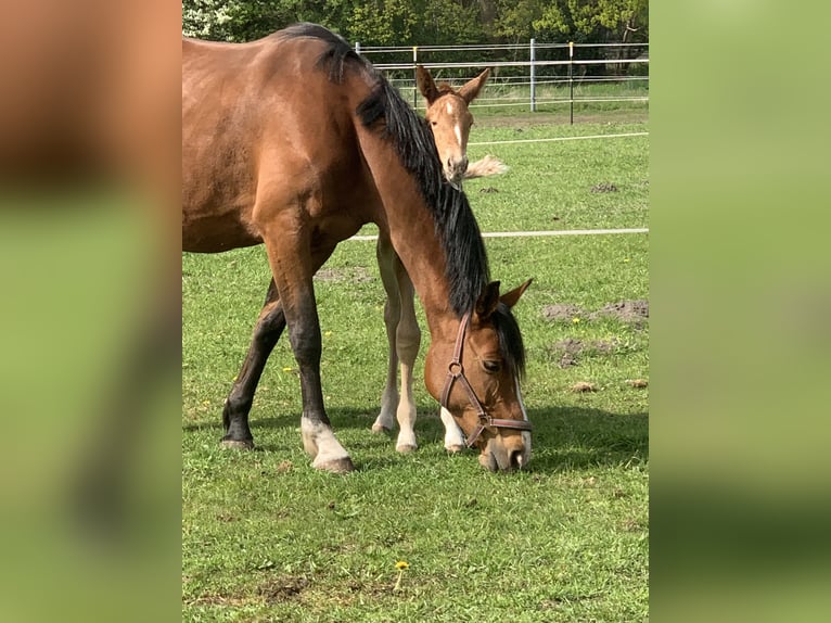 Holstein Giumenta 15 Anni 163 cm Baio in NeuenkirchenNeuenkirchen