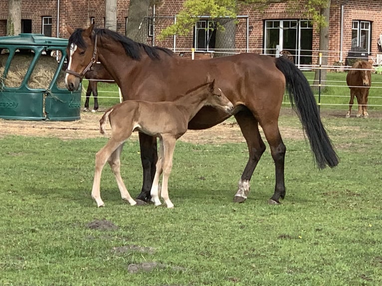 Holstein Giumenta 15 Anni 163 cm Baio in Neuenkirchen