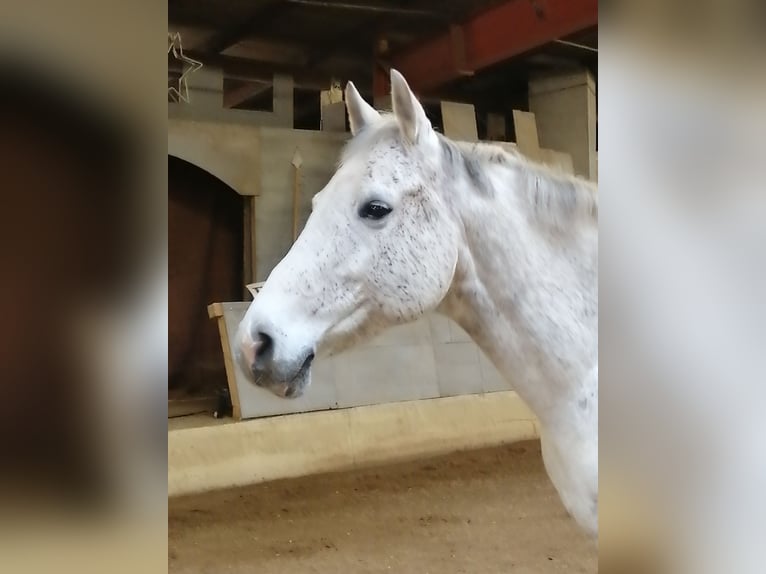 Holstein Giumenta 15 Anni 165 cm Grigio in Daldorf