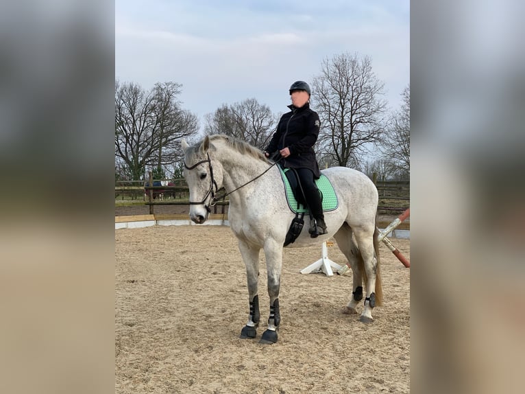 Holstein Giumenta 15 Anni 165 cm Grigio in Daldorf