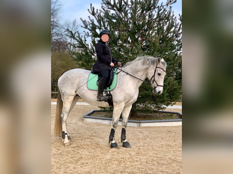 Holstein Giumenta 15 Anni 165 cm Grigio in Daldorf