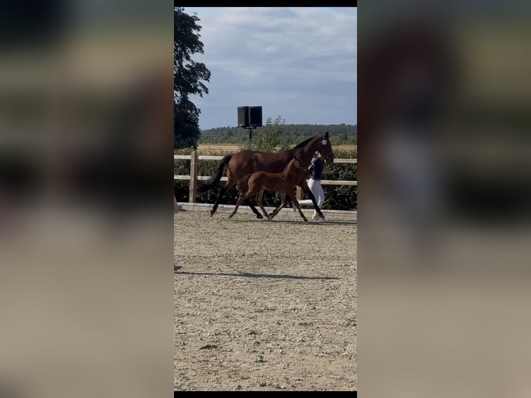 Holstein Giumenta 15 Anni 166 cm Baio in Hohnstorf (Elbe)
