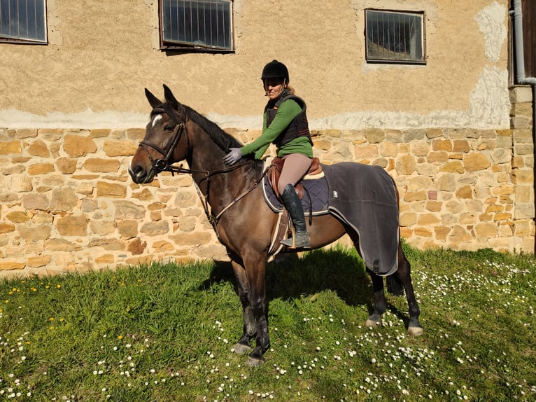 Holstein Giumenta 15 Anni 166 cm Baio in Echzell