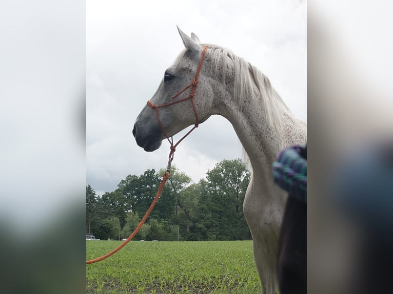 Holstein Giumenta 15 Anni 168 cm Grigio in Himmelpforten