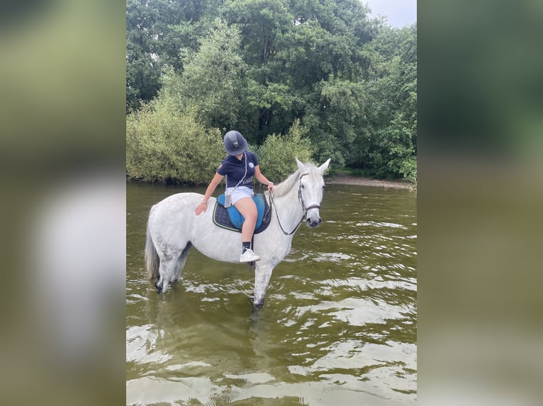 Holstein Giumenta 15 Anni 170 cm Grigio in Schenefeld