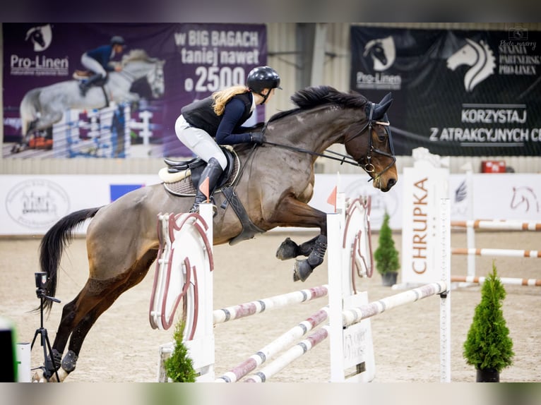 Holstein Giumenta 15 Anni 171 cm Baio scuro in Gorzów Wlkp.