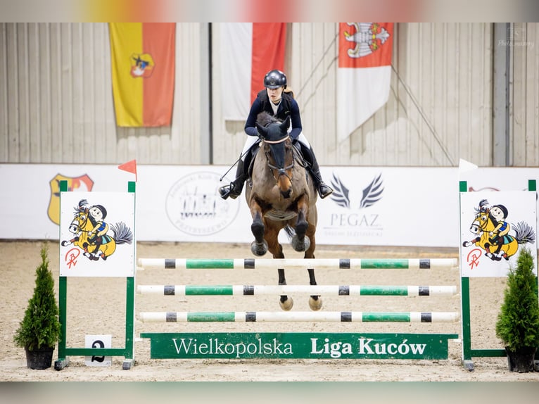 Holstein Giumenta 15 Anni 171 cm Baio scuro in Gorzów Wlkp.