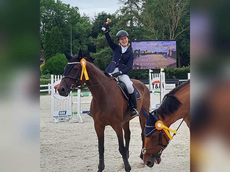 Holstein Giumenta 15 Anni 171 cm Baio scuro in Gorzów Wlkp.