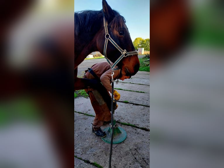 Holstein Giumenta 15 Anni Baio in Crawinkel