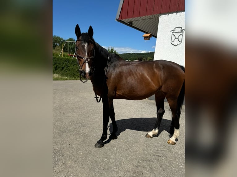 Holstein Giumenta 16 Anni 163 cm Baio scuro in Dußlingen