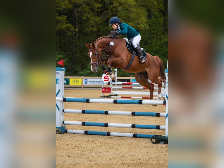 Holstein Giumenta 16 Anni 164 cm Baio in Dietfurt an der Altmühl