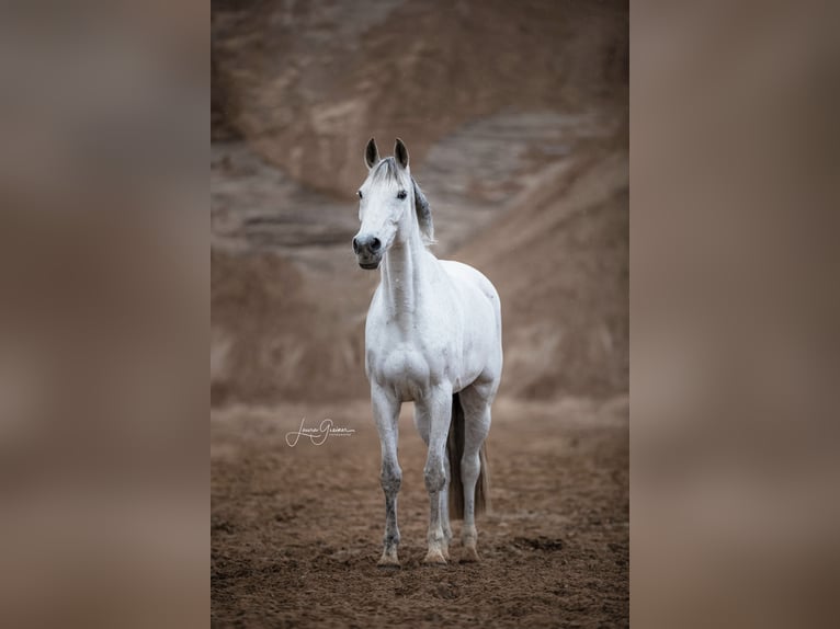 Holstein Giumenta 16 Anni 165 cm Grigio in Kükels