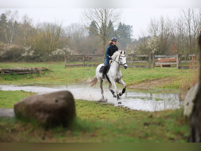 Holstein Giumenta 16 Anni 165 cm Grigio in Kükels