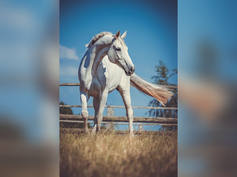 Holstein Giumenta 16 Anni 165 cm Grigio in Kükels