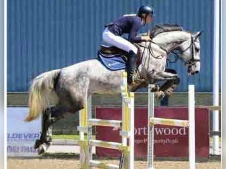 Holstein Giumenta 16 Anni 165 cm Grigio trotinato in Waldwisse