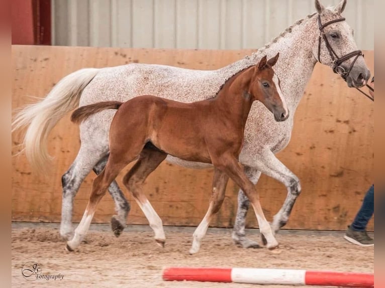 Holstein Giumenta 16 Anni 165 cm Grigio trotinato in Waldwisse