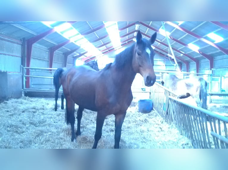 Holstein Giumenta 16 Anni 168 cm Baio in tingev