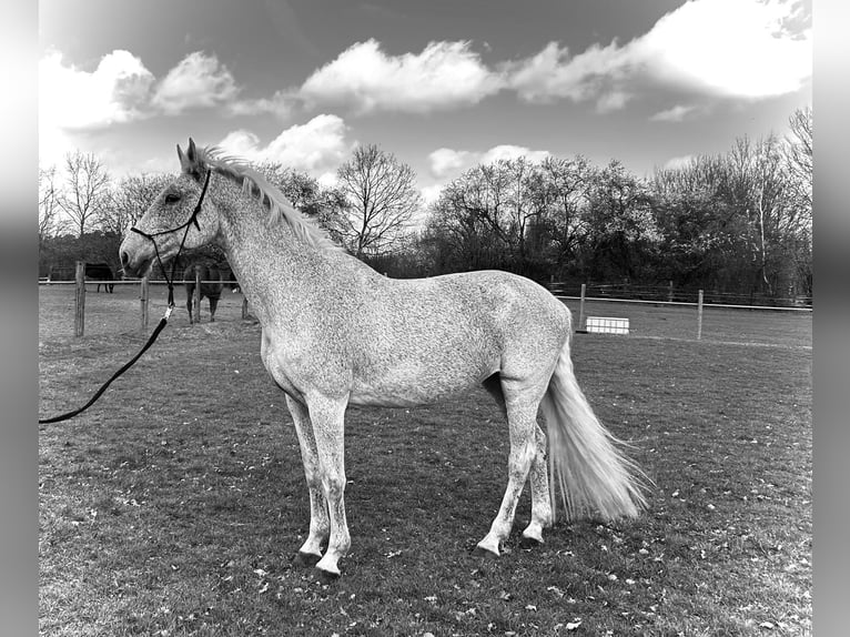 Holstein Giumenta 16 Anni 168 cm Grigio trotinato in Mölln