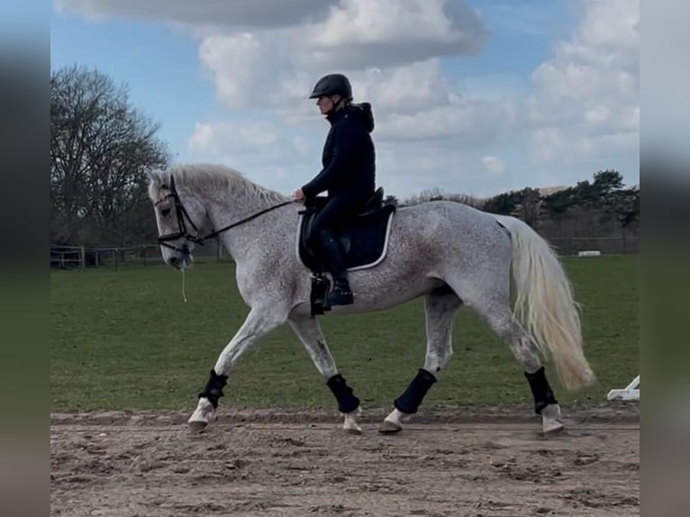 Holstein Giumenta 16 Anni 168 cm Grigio trotinato in Mölln