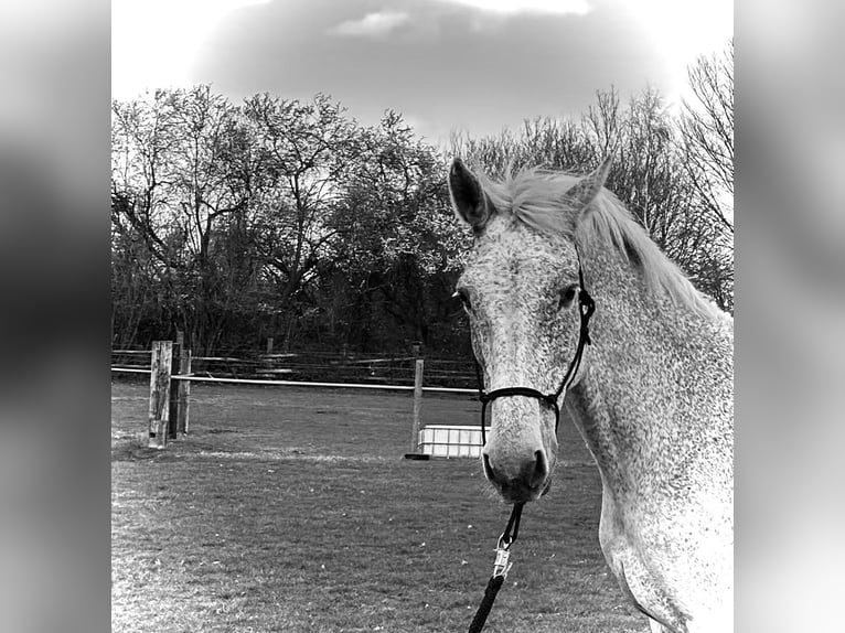 Holstein Giumenta 16 Anni 168 cm Grigio trotinato in Mölln
