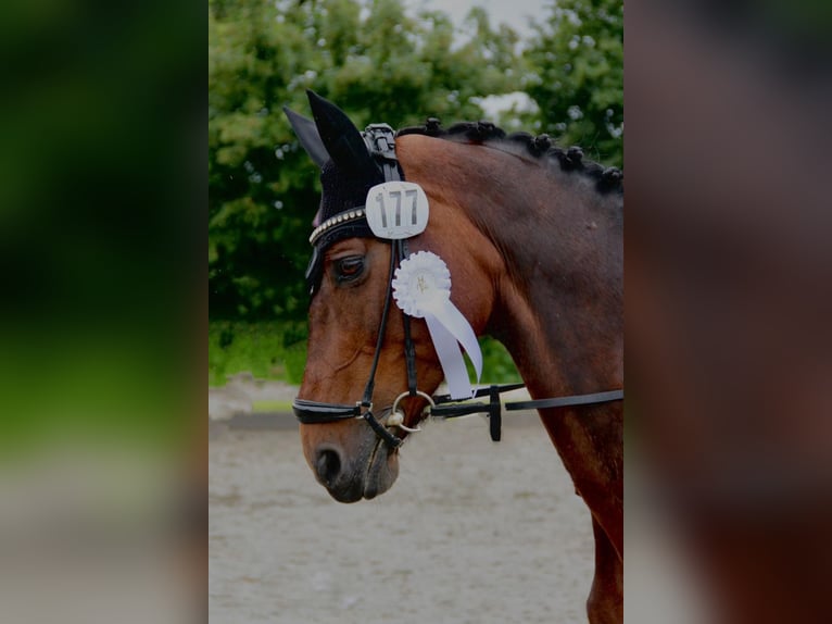 Holstein Giumenta 16 Anni 169 cm Baio in Brunsbüttel