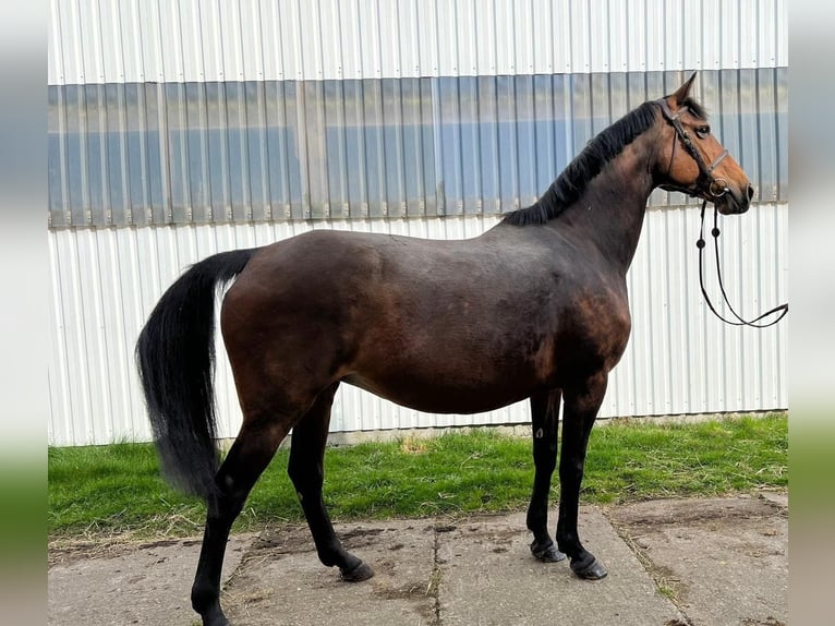 Holstein Giumenta 16 Anni 170 cm Baio in Elmshorn