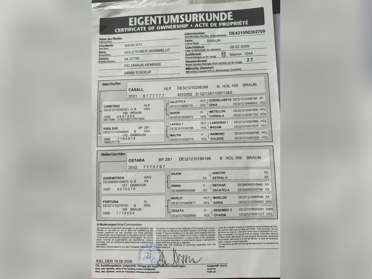 Holstein Giumenta 16 Anni 170 cm Baio in Elmshorn