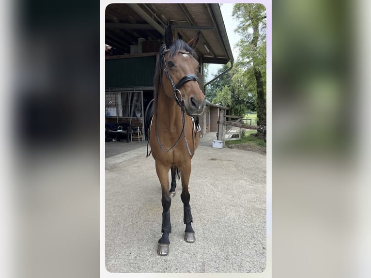 Holstein Giumenta 16 Anni 170 cm Baio in Köln