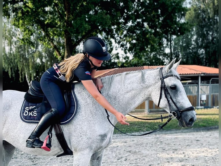 Holstein Giumenta 16 Anni 171 cm in Ahrensb&#xF6;k