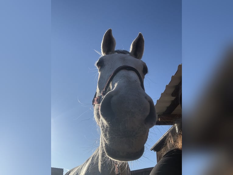 Holstein Giumenta 16 Anni 178 cm Grigio pezzato in Berlin