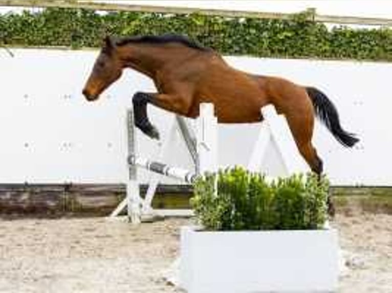 Holstein Giumenta 17 Anni 160 cm Baio in Waddinxveen