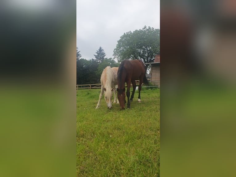 Holstein Giumenta 17 Anni 165 cm Baio in B&#xFC;nde