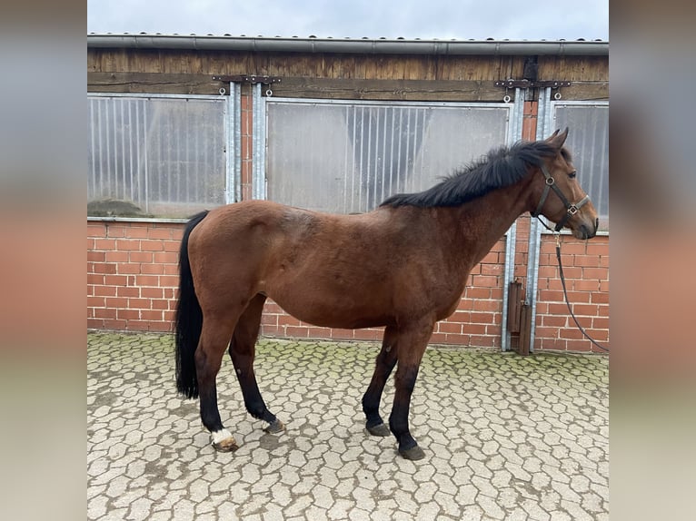 Holstein Giumenta 17 Anni 165 cm Baio in B&#xFC;nde