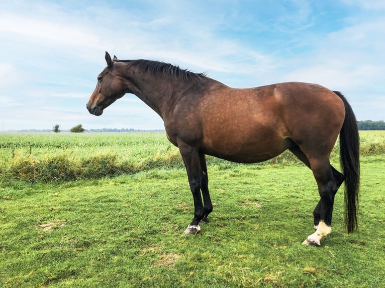 Holstein Giumenta 17 Anni 165 cm Baio in Wöhrden