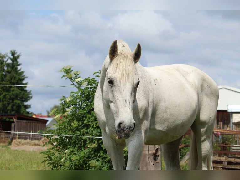 Holstein Giumenta 17 Anni 166 cm Grigio in Beelitz