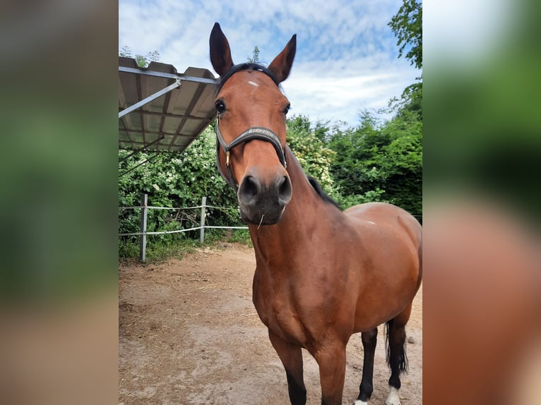 Holstein Giumenta 17 Anni 168 cm Baio in Neumünster