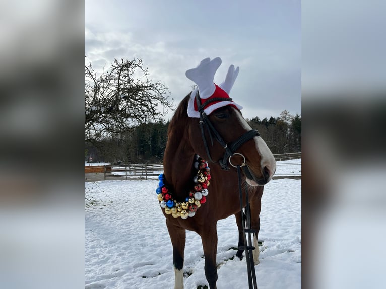 Holstein Giumenta 17 Anni 172 cm Baio in Allensbach