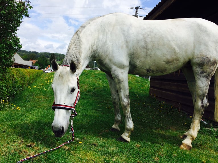 Holstein Giumenta 17 Anni 173 cm Grigio in Wildon