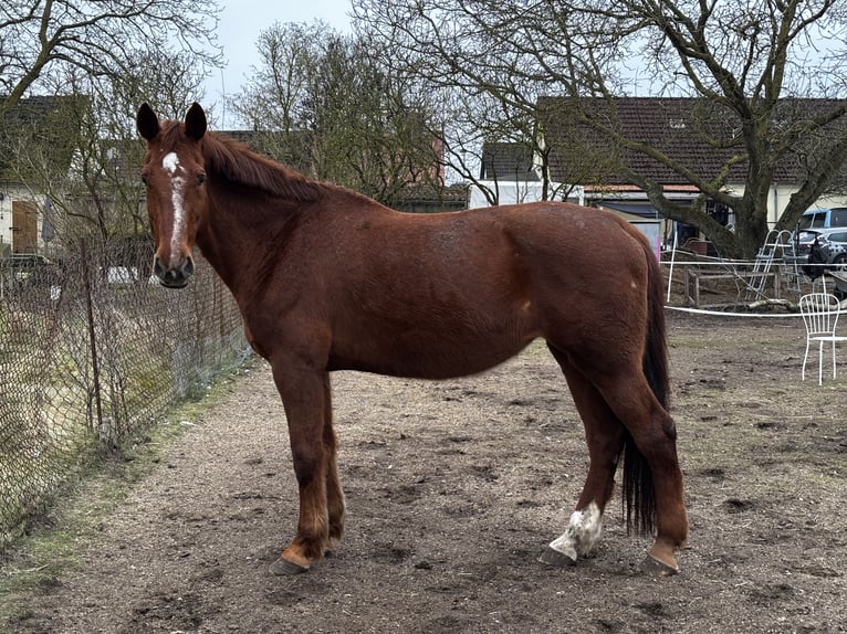 Holstein Giumenta 17 Anni 175 cm Sauro in Ziethen