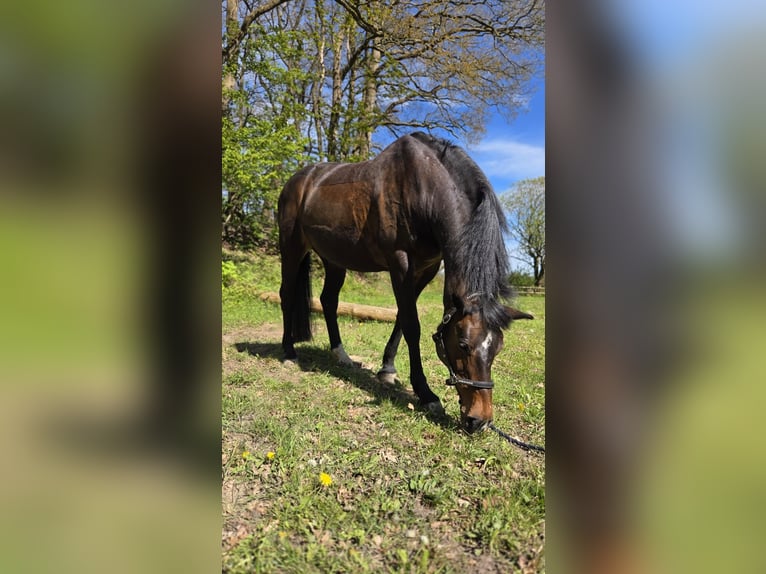 Holstein Giumenta 18 Anni 160 cm Baio in Kleve