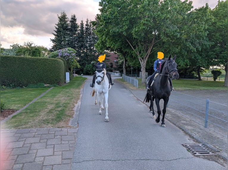 Holstein Giumenta 18 Anni 160 cm Grigio pezzato in Warnow