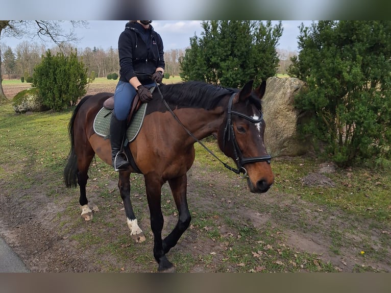 Holstein Mix Giumenta 18 Anni 165 cm Baio in Soltau