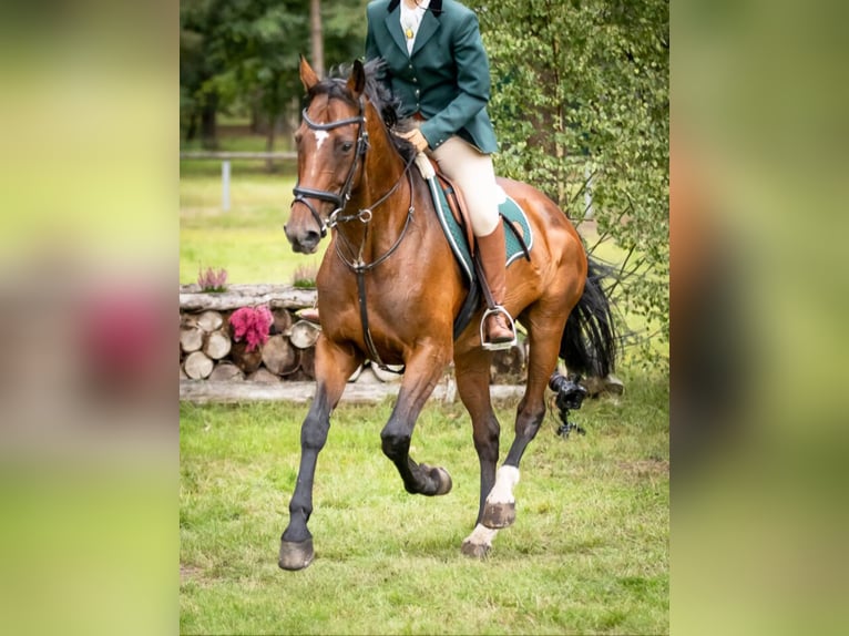 Holstein Mix Giumenta 18 Anni 165 cm Baio in Soltau