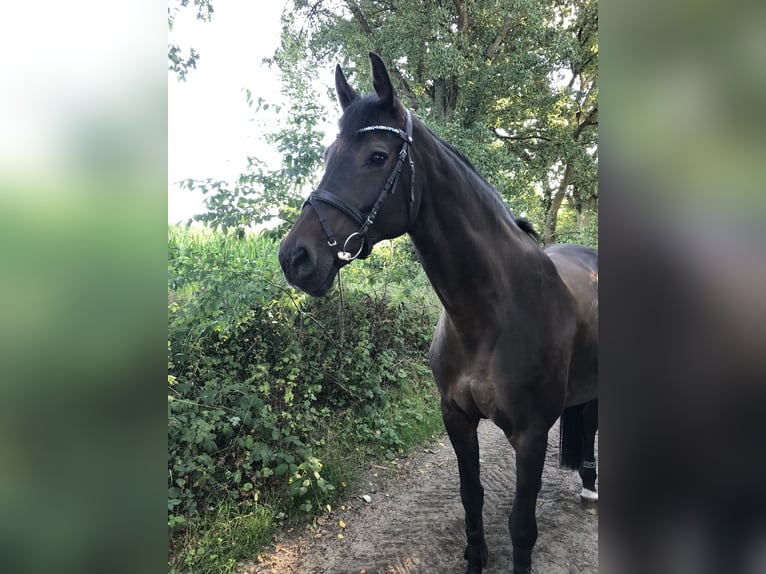 Holstein Giumenta 18 Anni 166 cm Baio scuro in Kisdorf